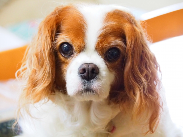 子犬を迎える前に悩むべきこと3選