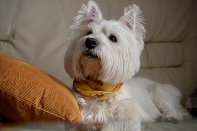 しつけが上手くできるか悩む